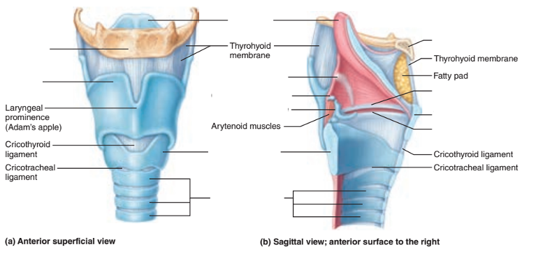 Activity 1: Identifying Respiratory System Organs-Upper and Lower