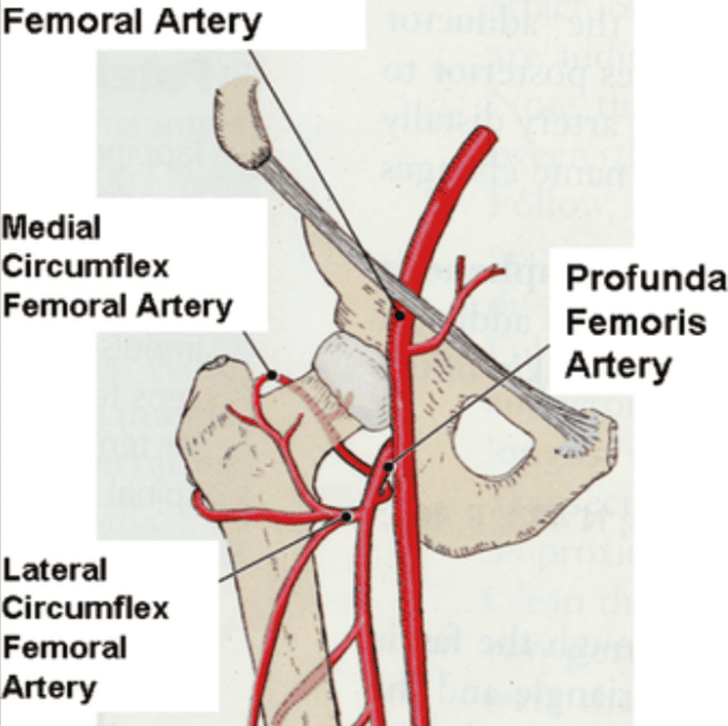 GSU Blood Vessels of the Lower Limb Flashcards | Easy Notecards