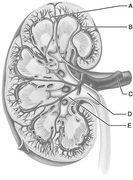 Download The Urinary System Flashcards | Easy Notecards