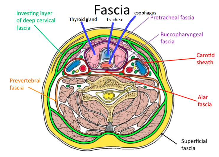 Investing layer of deep cervical fascia contents interiors crypto aero clean