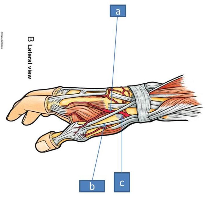 Anatomy Block III- Forearm Flashcards | Easy Notecards