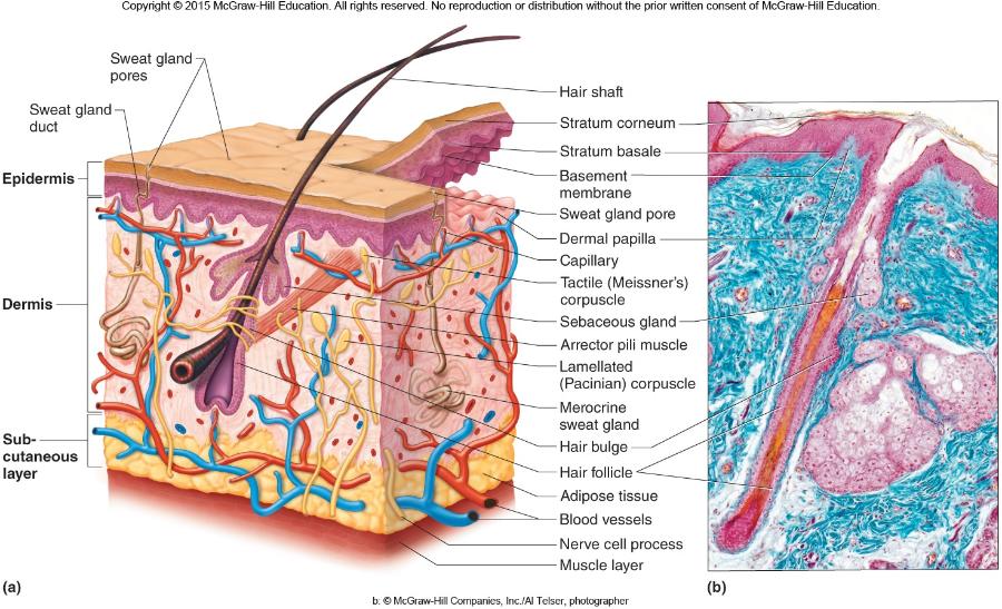 Print The Integumentary System Flashcards Easy Notecards