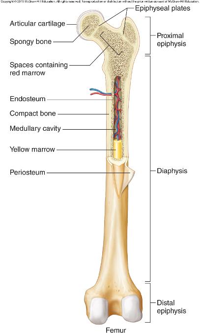 Bone Tissue and the Skeletal System Flashcards | Easy Notecards