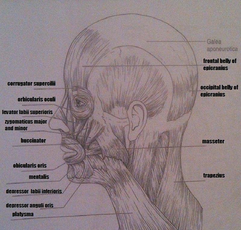 Print Exercise 14: Gross Anatomy of the Muscular System flashcards