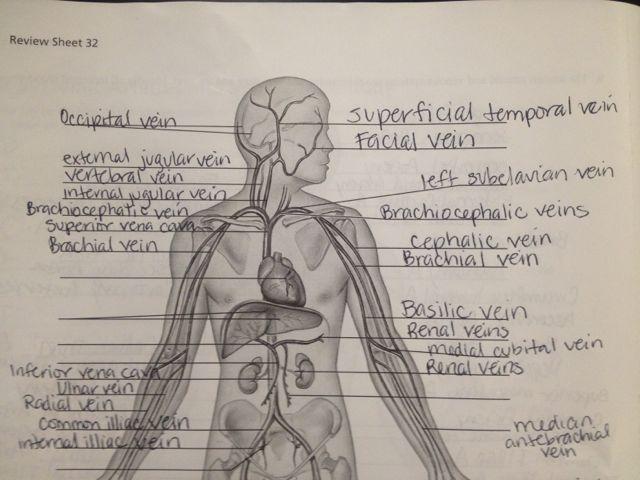 Exercise 32: Anatomy of Blood Vessels Flashcards.