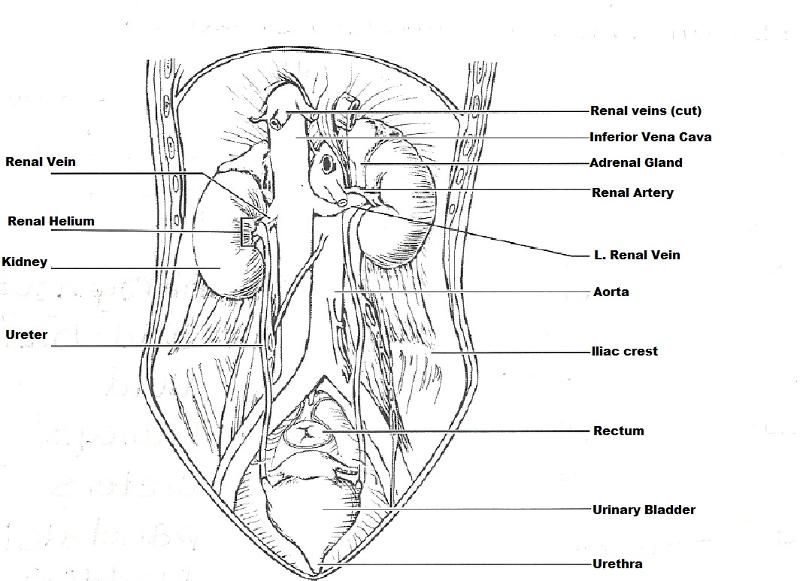 Exercise 40: Anatomy of the Urinary System Flashcards | Easy Notecards