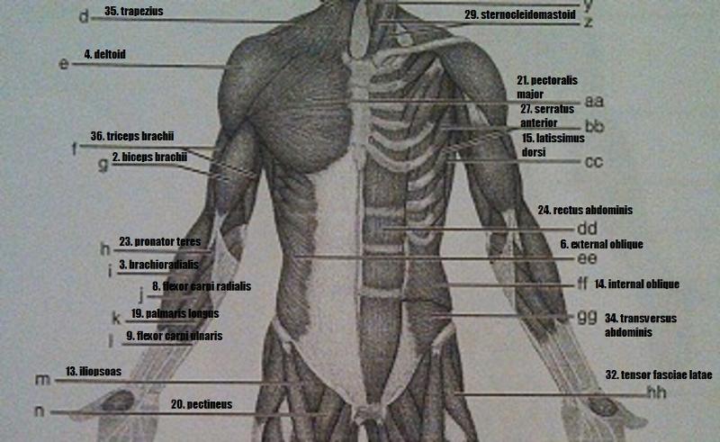 Print Exercise 14: Gross Anatomy of the Muscular System flashcards