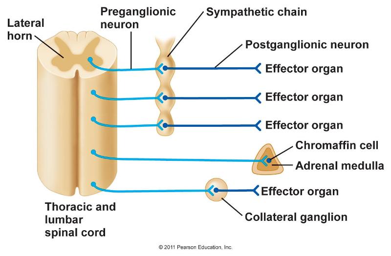 Autonomic Nervous System, Sensory, Motor, and Integrative Systems, The