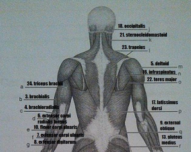 Print Exercise 14: Gross Anatomy of the Muscular System flashcards