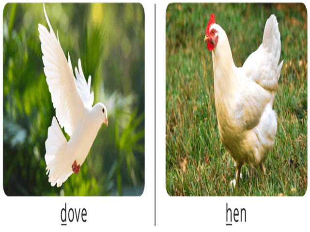 card image
