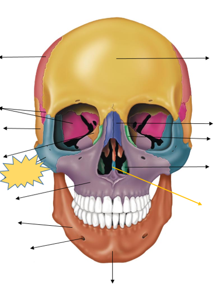 Head Anatomy Flashcards | Easy Notecards