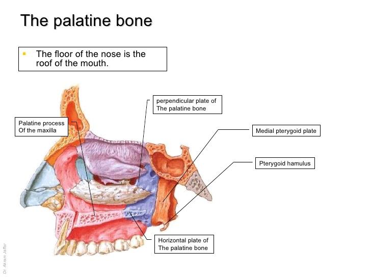 BONES Flashcards | Easy Notecards