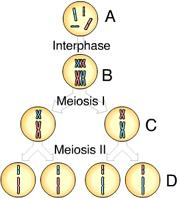 Chapter 13 Meosis & Sexual Life Cycles Flashcards - Easy Notecards