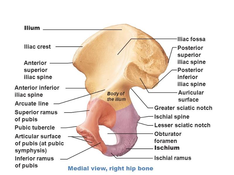 Print BONES flashcards | Easy Notecards