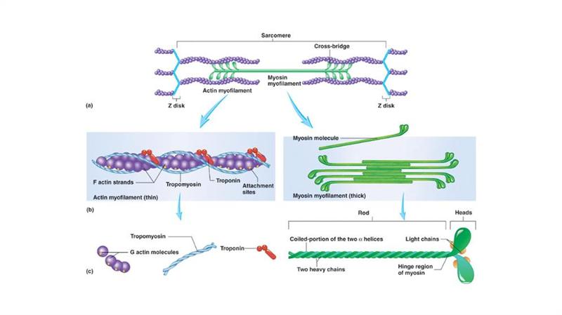Muscular System Final Exam Anatomy Flashcards | Easy Notecards