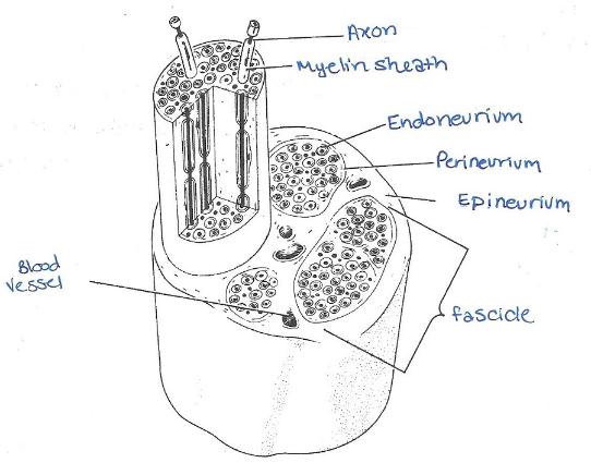 Print Exercise 17: Histology of Nervous Tissue flashcards | Easy Notecards