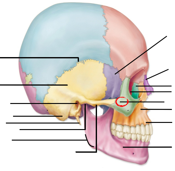 Print Axial Bones flashcards | Easy Notecards