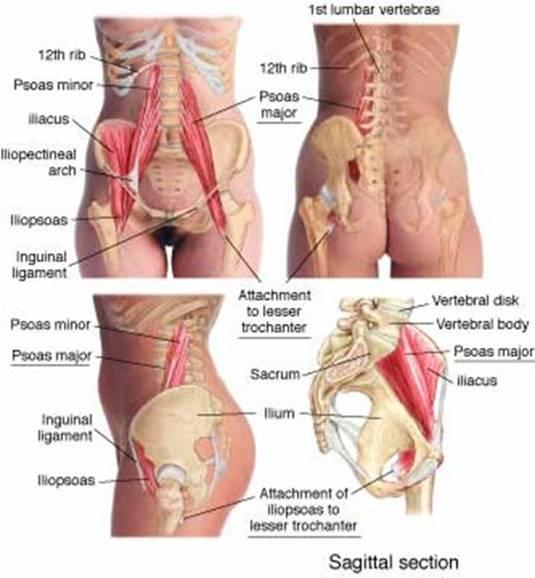 Print anatomy over stuff for the test ion 2-15-13 ...