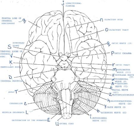 Print Exercise 19: Gross Anatomy of the Brain and Cranial Nerves