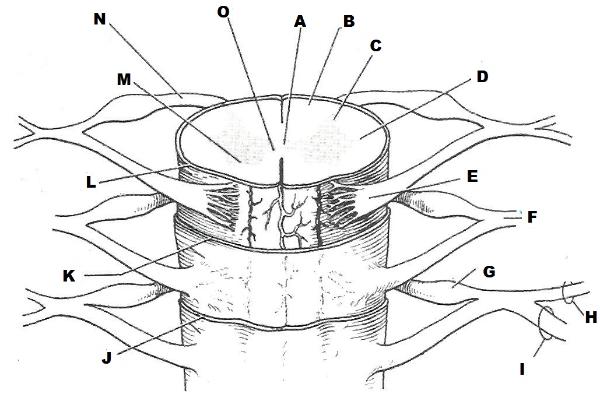 Print Exercise 21: Spinal Cord, Spinal Nerves, and the Autonomic