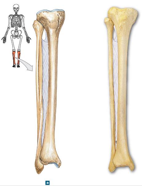 31. 1. medial tibial condyle 2. lateral tibial condyle 3. tibial tuberosity...