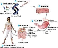 Print Characteristics Of Life Flashcards Easy Notecards Print Characteristics Of Life Flashcards Easy Notecards