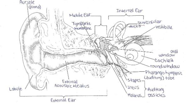 Print Exercise 25: Special Senses - Hearing and Equilibrium flashcards