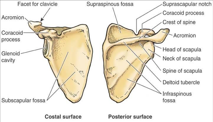 Upper Appendicular Skeleton Week 5 Flashcards Easy Notecards