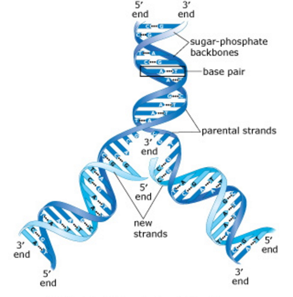 Exam 3 Chs 5 Dna Structure And Replication Machinery 16 The Molecular Basis Of Inheritance Flashcards Easy Notecards