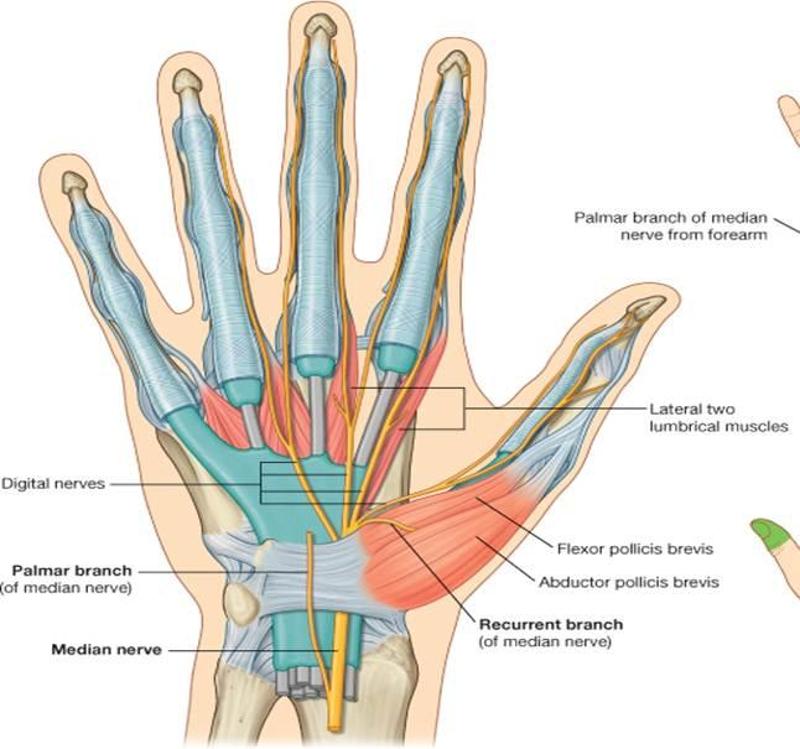 Print GSU - Nerves of Upper Limb flashcards | Easy Notecards