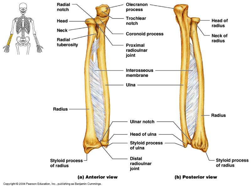 Print UPPER APPENDICULAR SKELETON week #5 flashcards | Easy Notecards