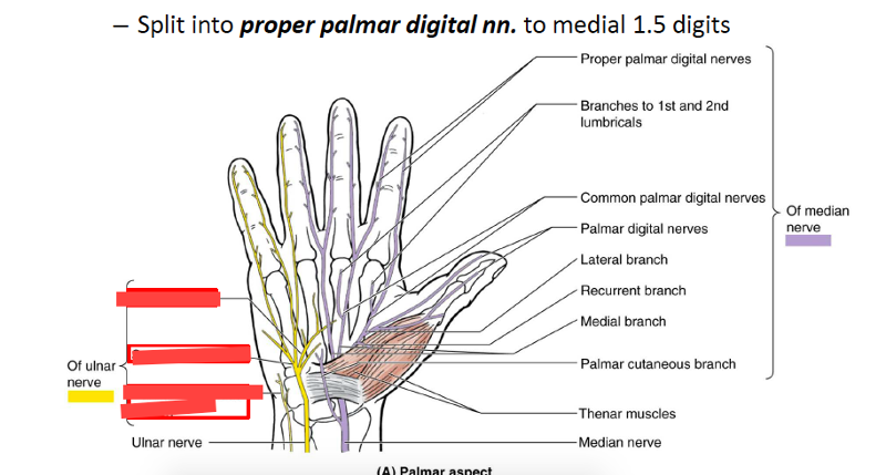 GSU - Nerves of Upper Limb Flashcards | Easy Notecards