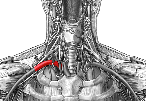 Subclavian Artery Segments Subclavian artery