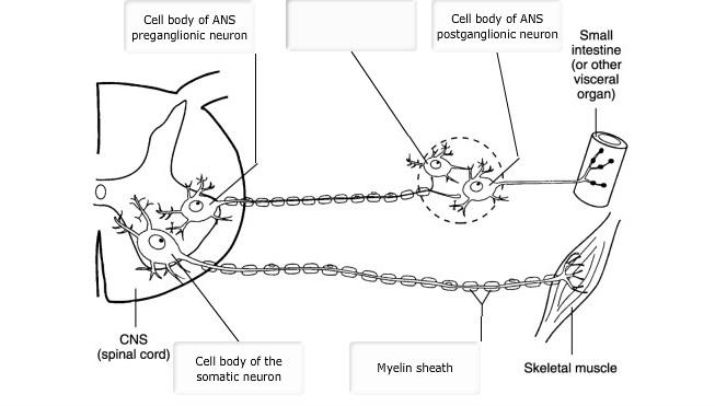 Chapter 14 Autonomic Nervous System Flashcards | Easy Notecards