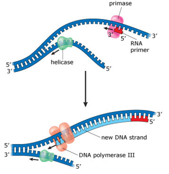 5 (DNA Structure and Replication Machinery) & 16 (The Molecular Basis o...