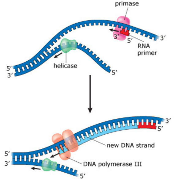 Bioflix Activity Dna Replication Dna Replication Diagram Wiring