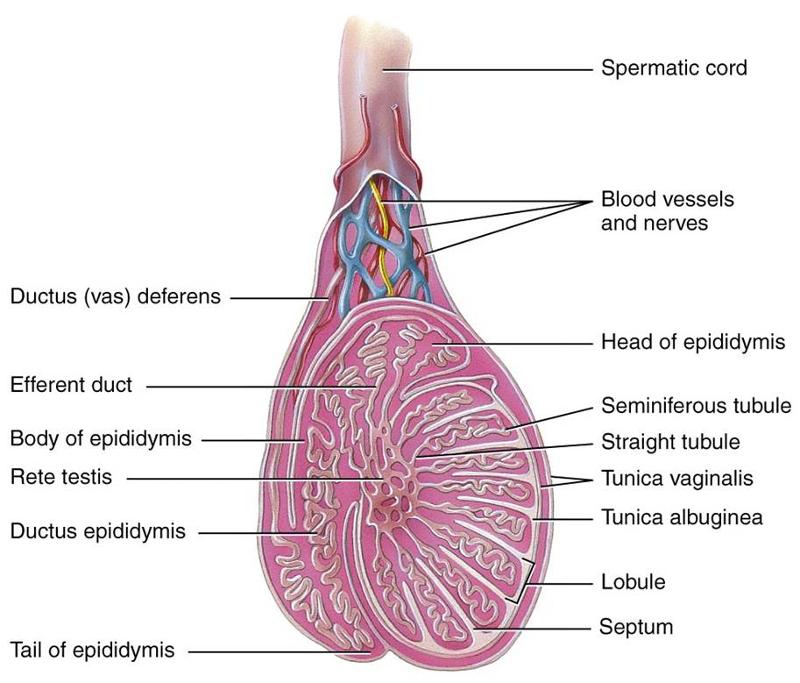 Print 3-Reproductive-Male-Sperm stuff flashcards | Easy Notecards