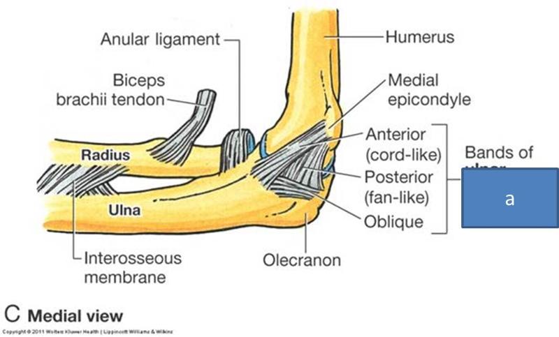 Anatomy Block III- Elbow, Knee, Wrist, and Ankle Joints Flashcards