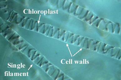 Print Structure and Function of Plants (Lab Practical #1 ... plant diagram to label 