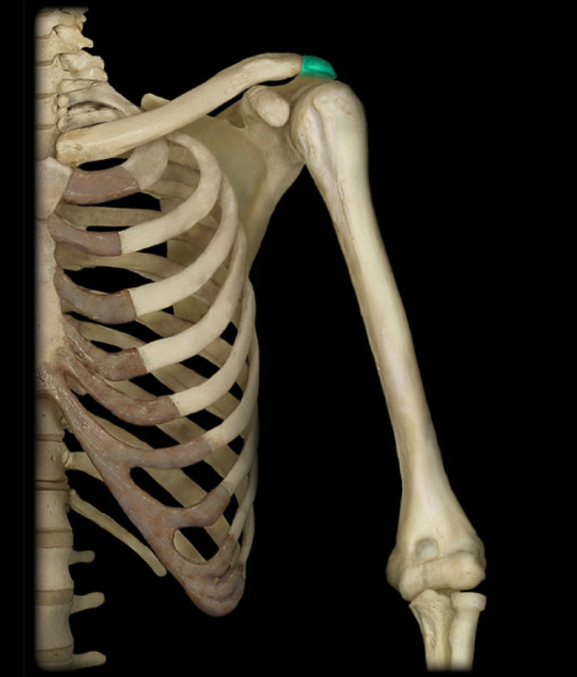 Лопатка кость человека на скелете. Скелет плечевая кость плечо. Лопатка ключица плечевая кость анатомия. Плечевая кость на скелете человека. Трубчатая кость плечевая ключица лопатка.
