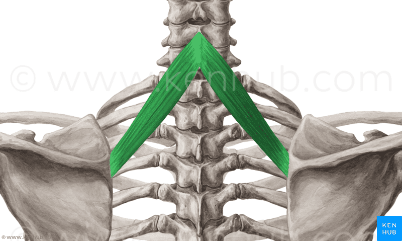 A&P Muscles Flashcards | Easy Notecards