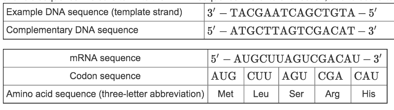 Mrna Codon And Dna Sequence Chart