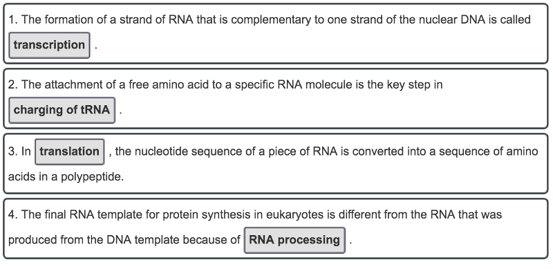 Protein Synthesis Flow Chart Answer Key