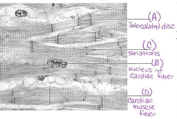 Print Exercise 30: Anatomy of the Heart flashcards | Easy Notecards