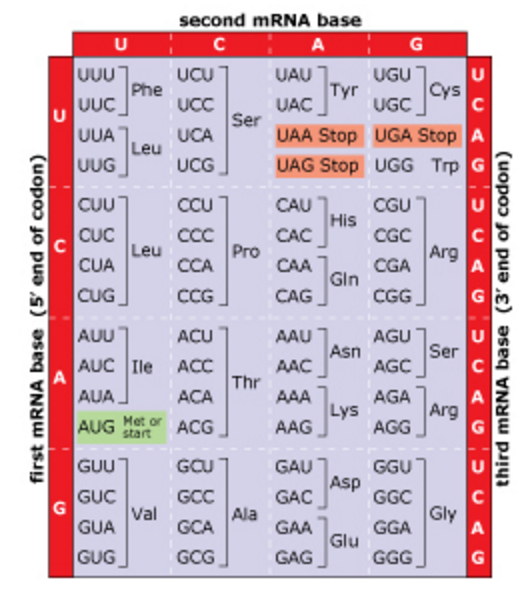 Aa Codon Chart