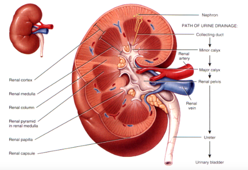 Label Kidney Diagram - Human Anatomy