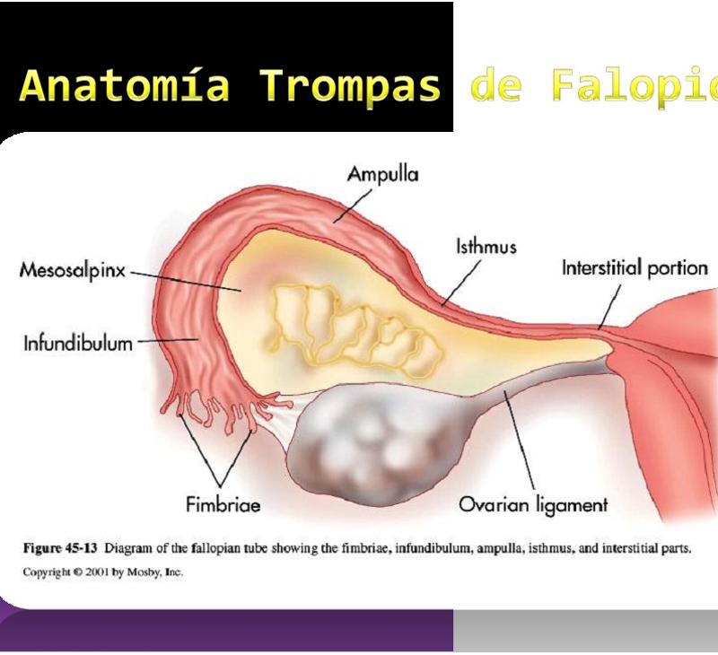 Anatomia Utero, Cervix, y Trompas Parte II 