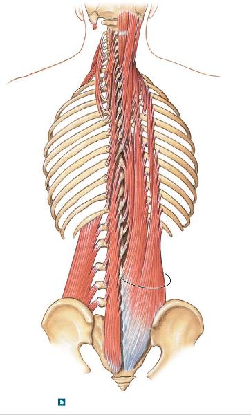 Print human anatomy chapter 10 flashcards | Easy Notecards