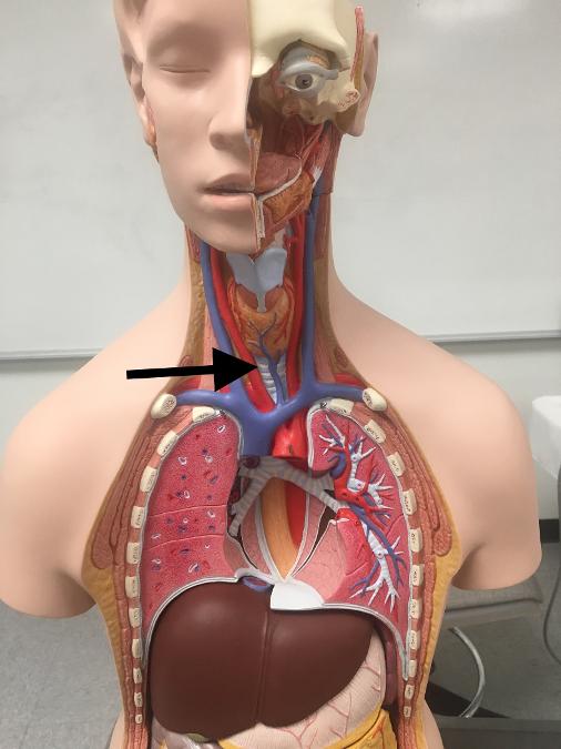 Print Everything for practical except for heart and brain flashcards
