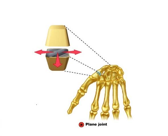 Print Joints flashcards | Easy Notecards